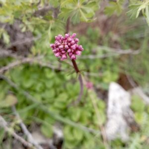 Valeriana italica - Dipsacales