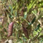 Vicia cassia - Fylagra