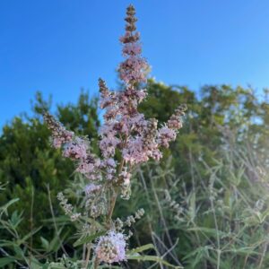 vitex agnus castus