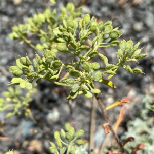 Alyssum troodi Seeds (2)