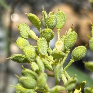 Alyssum troodi Seeds (2)