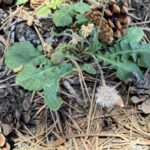 Crepis sancta Seed head