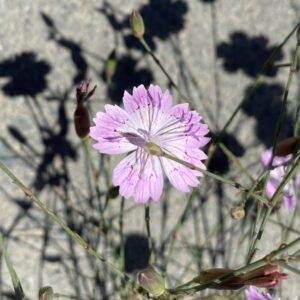 Dianthus strictus subsp. troodi