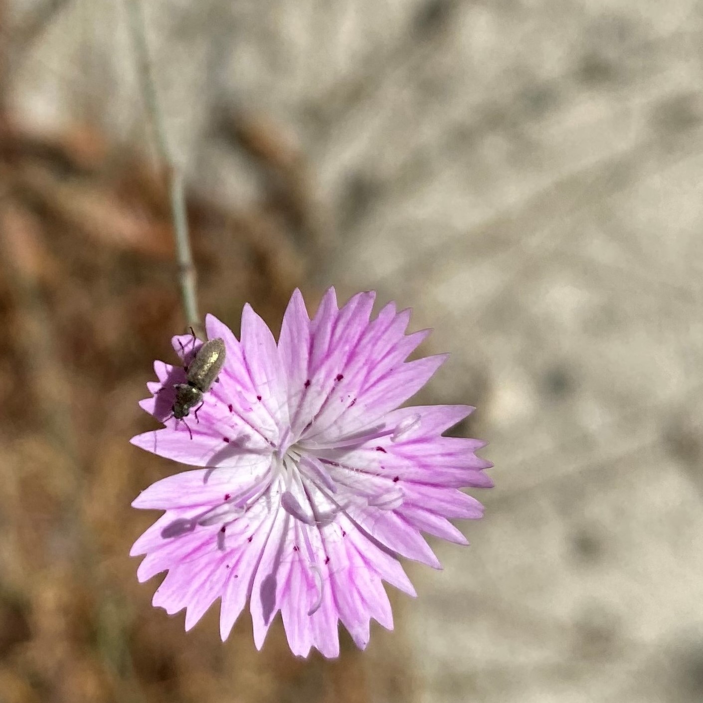 Dianthus strictus subsp. troodi Caryophyllaceae (2)