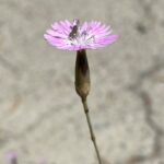 Dianthus strictus subsp. troodi