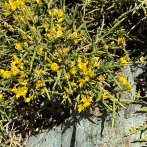 Genista fasselata