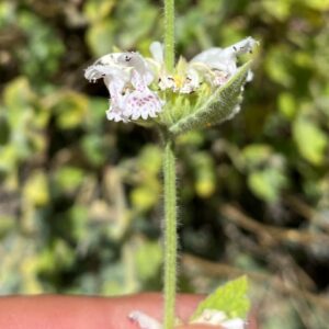 Nepeta troodi