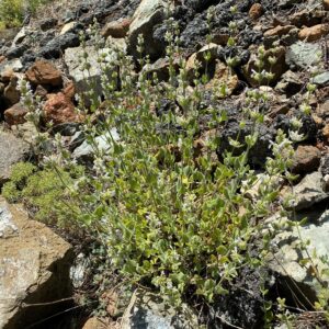 Nepeta troodi