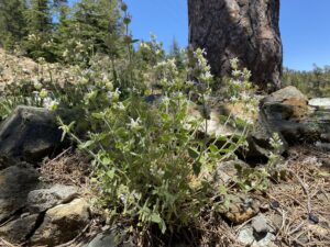 Nepeta troodi