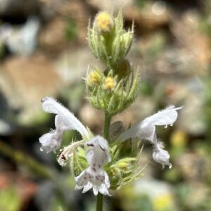 Nepeta troodi