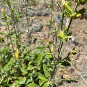 Salvia willeana