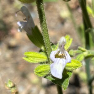 Salvia willeana