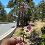 Scutellaria cypria subsp. cypria (4)