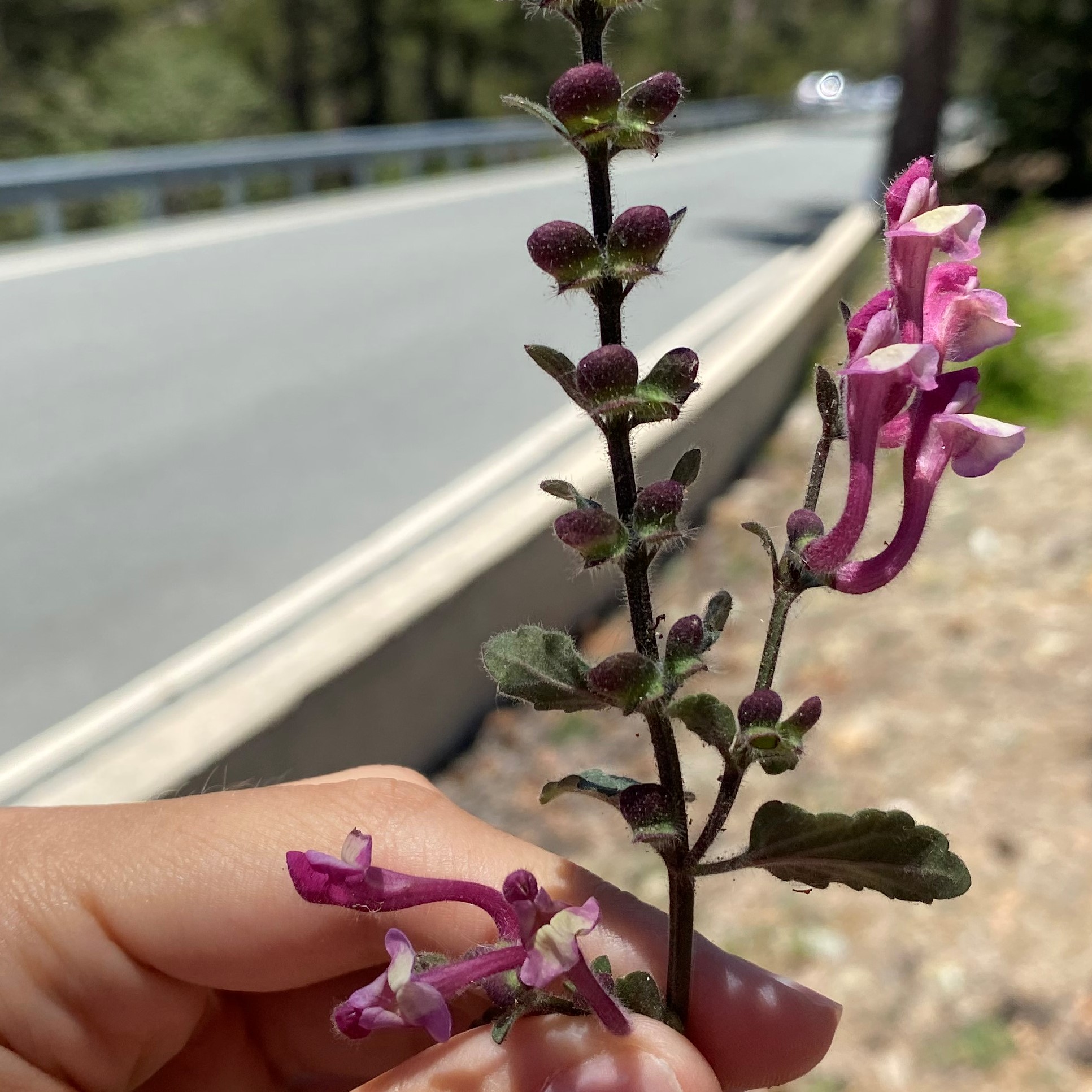 Scutellaria cypria subsp. cypria