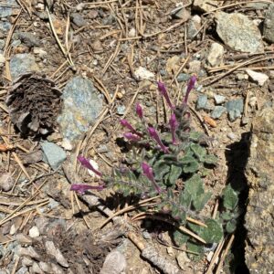 Scutellaria cypria subsp. cypria