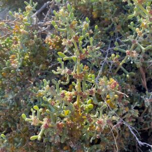 Tetraena alba