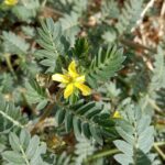 Tribulus terrestris