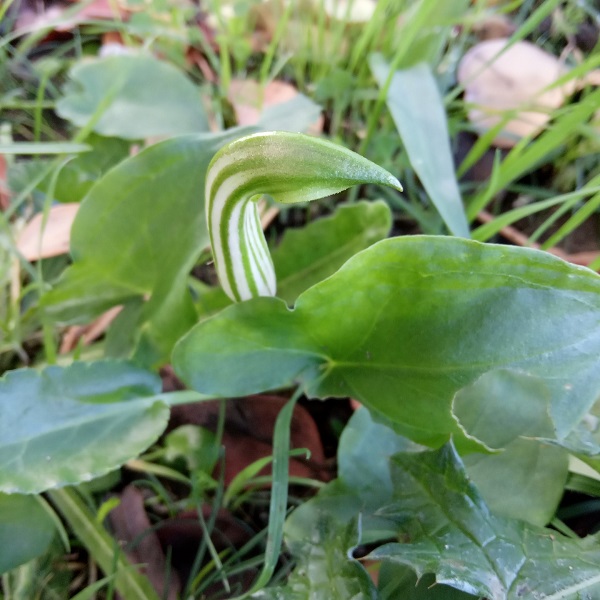 Arisarum vulgare