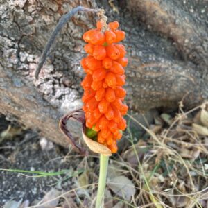 Seed pods of arum dioscoridis