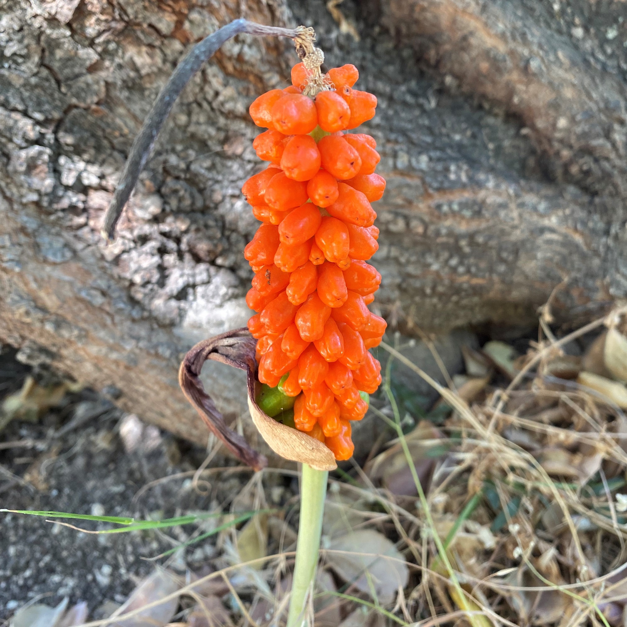 Seed pods