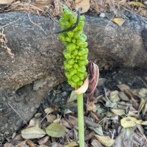 Arum dioscoridis