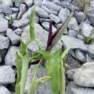 Arum dioscoridis