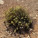 Crithmum maritimum