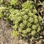 Crithmum maritimum