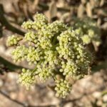 Crithmum maritimum