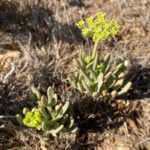 Crithmum maritimum