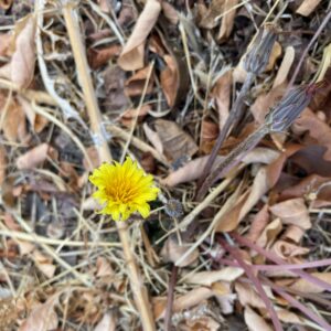 Taraxacum cyprium