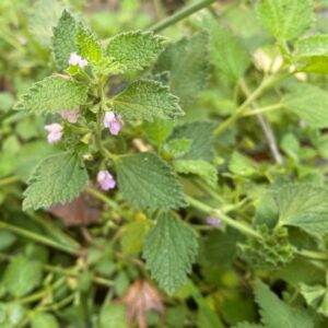 Ballota nigra subsp. ruderalis