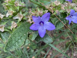 Campanula peregrina