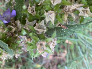 Campanula peregrina (4)