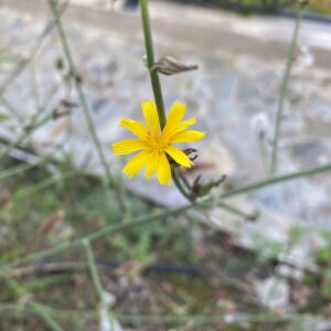 Chondrilla juncea