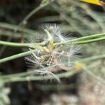 Chondrilla juncea - Asterales - Pappus