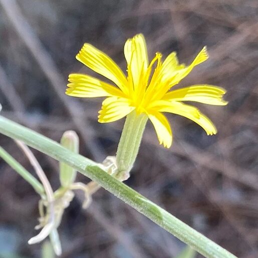 Chondrilla juncea carilages