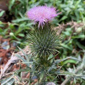 Cirsium vulgare