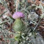 Cirsium vulgare