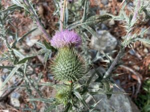 Cirsium vulgare