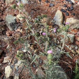 Cirsium vulgare