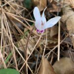 Cyclamen cyprium