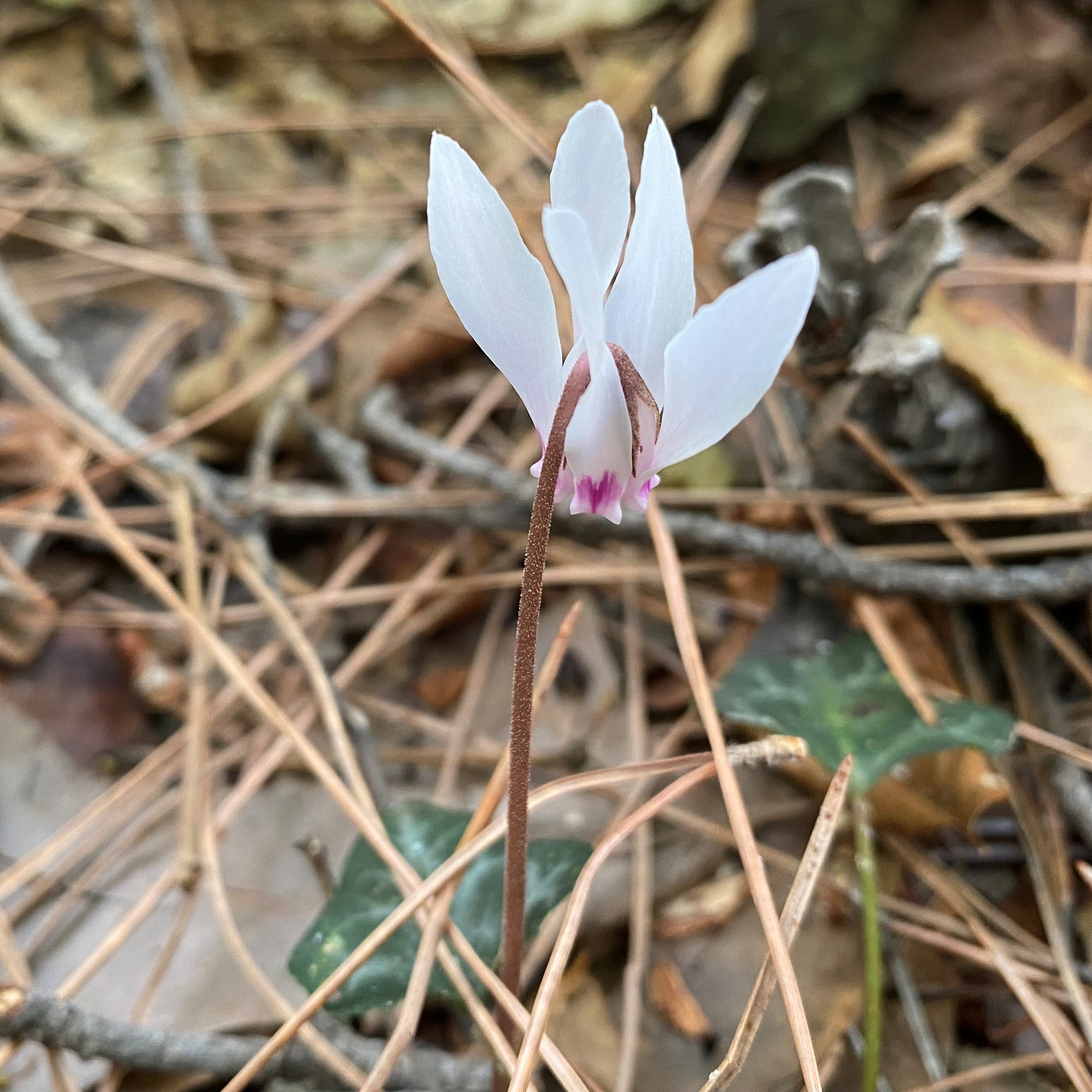 Cyclamen cyprium