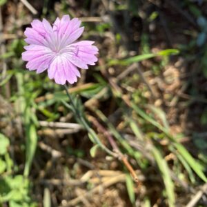 Dianthus strictus subsp. troodi - Akrotiri (2)