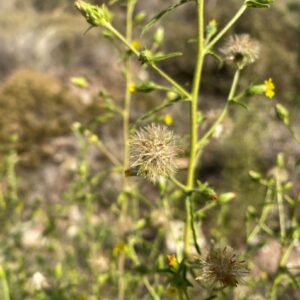 Dittrichia graveolens subsp. graveolens seeds