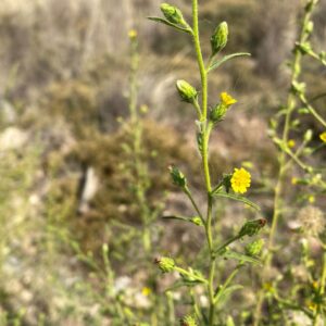 Dittrichia graveolens subsp. graveolens - Asterales - Pentalia (4)