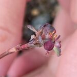 Euphorbia cassia subsp. rigoi - Flower