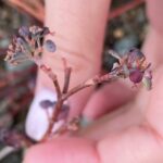 Euphorbia cassia subsp. rigoi - Flower (2)