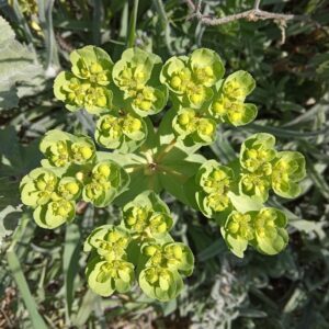 Euphorbia helioscopia subsp. helioscopia