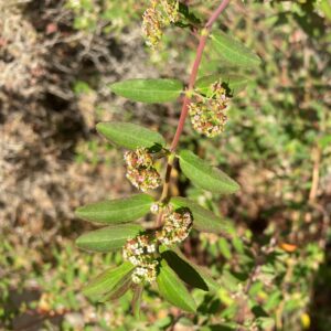 Euphorbia hypericifolia